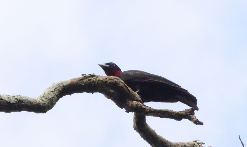 Purple-throated Fruitcrow