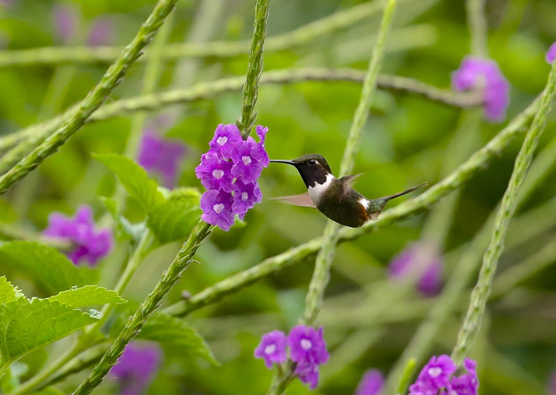 Purple-throated Woodstar ---- Calliphlox mitchellii