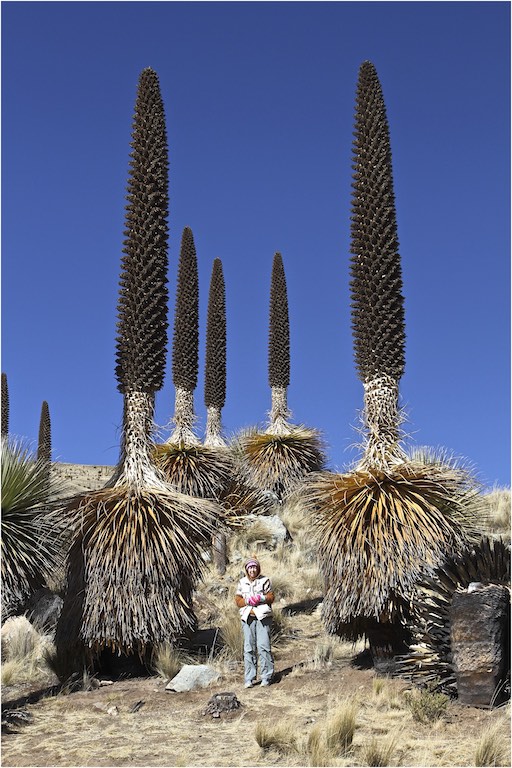 Puya raymondii