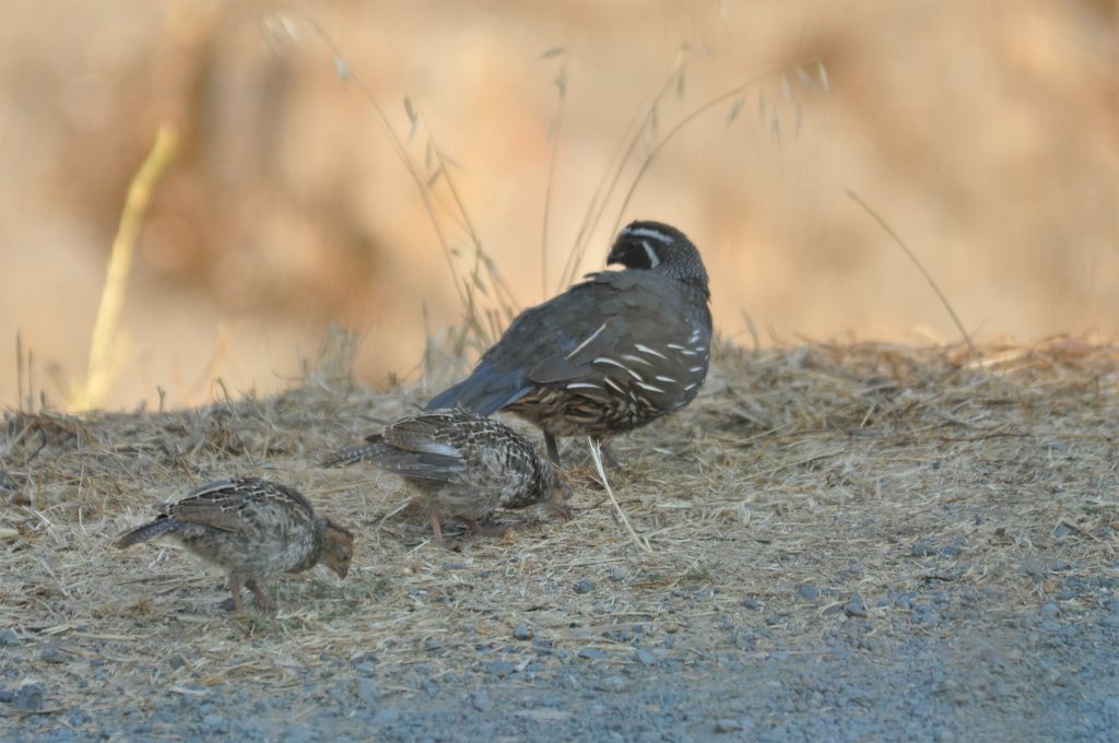 Quail with chicks