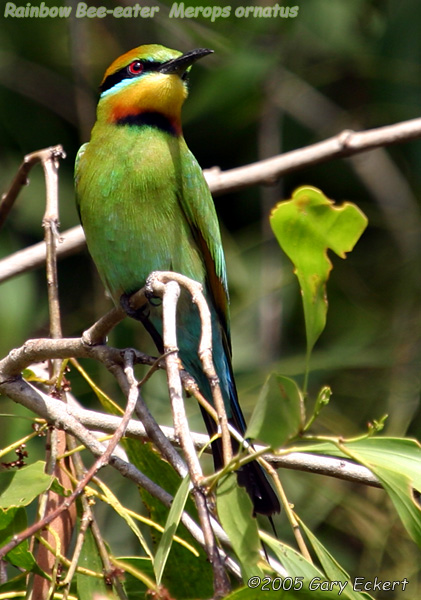 Rainbow Bee-eater