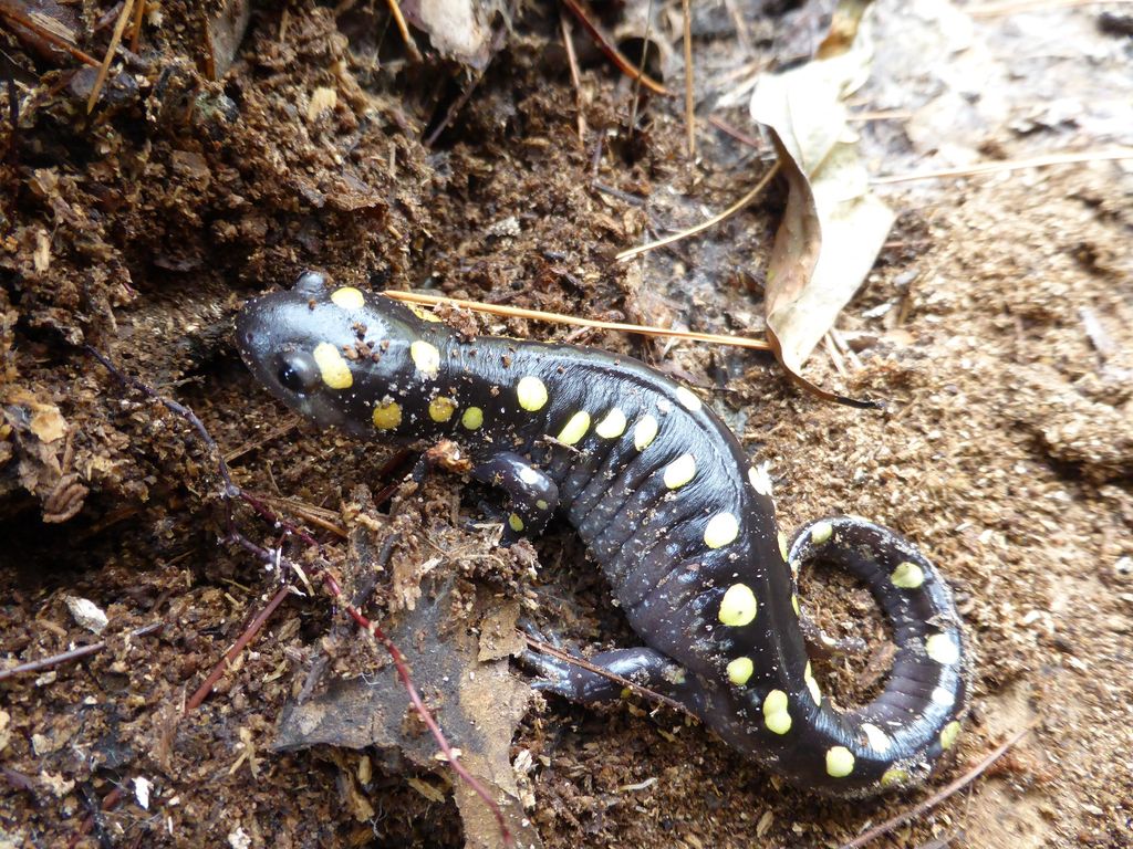 rare find - spotted salamander