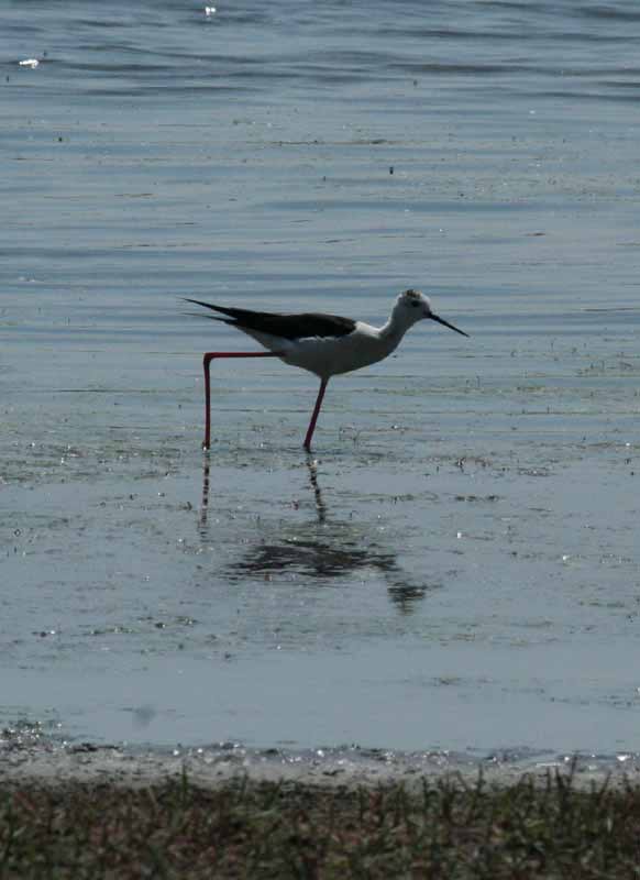 rectangled stilt