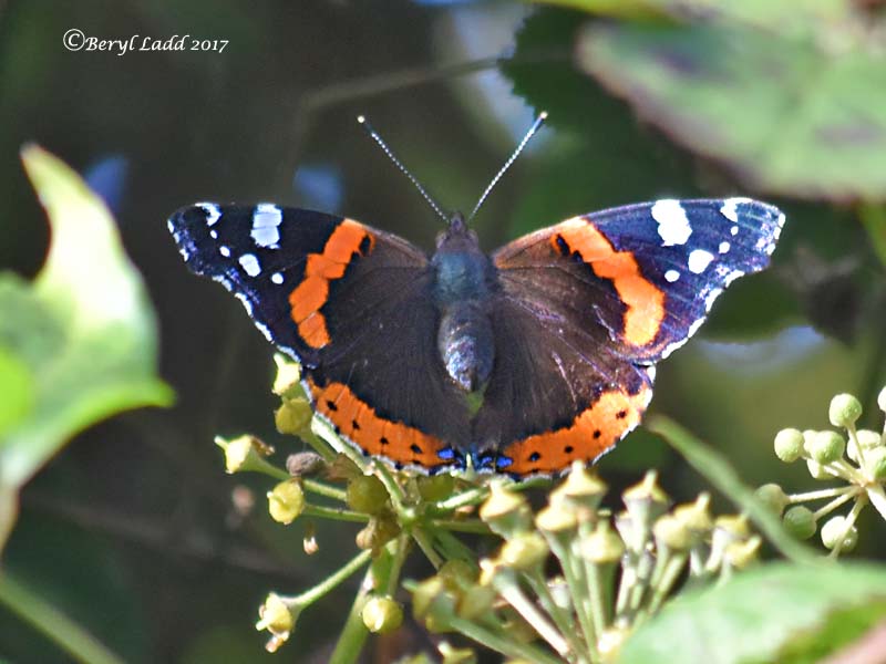 Red Admiral male