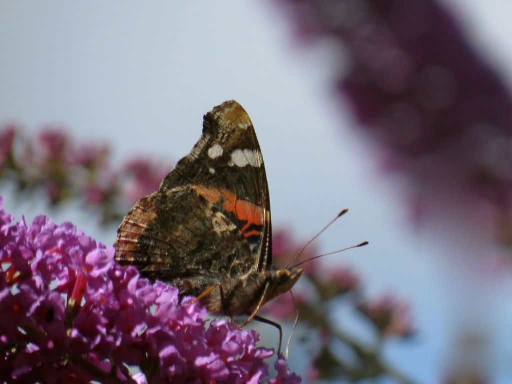 Red Admiral