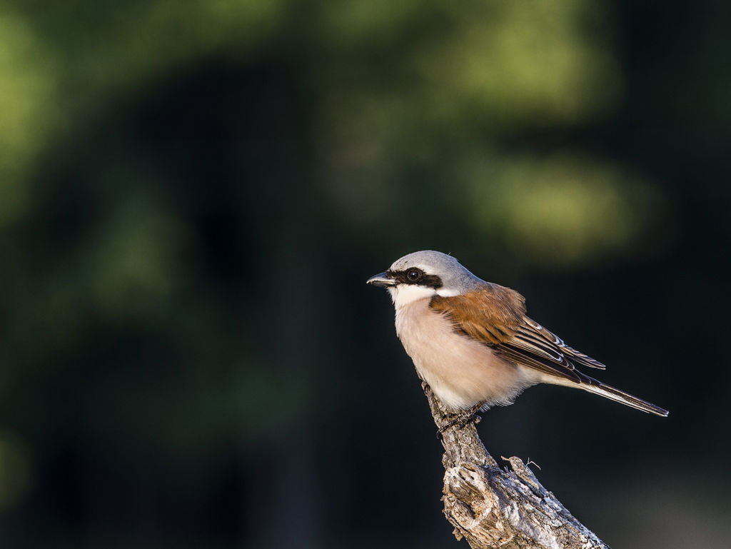 Red Back Shrike