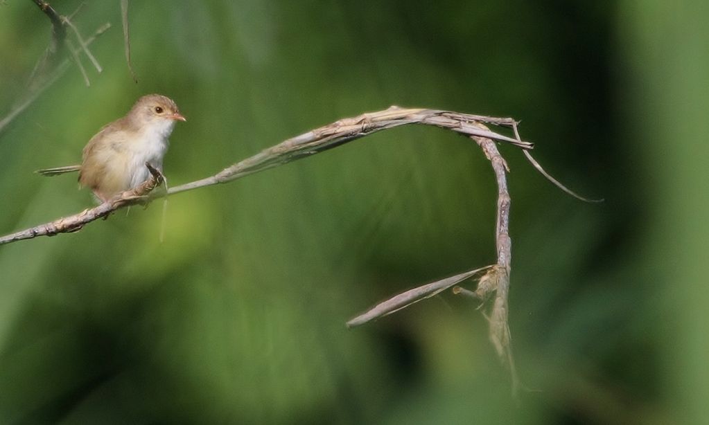 Red-backed Fairy-Wren