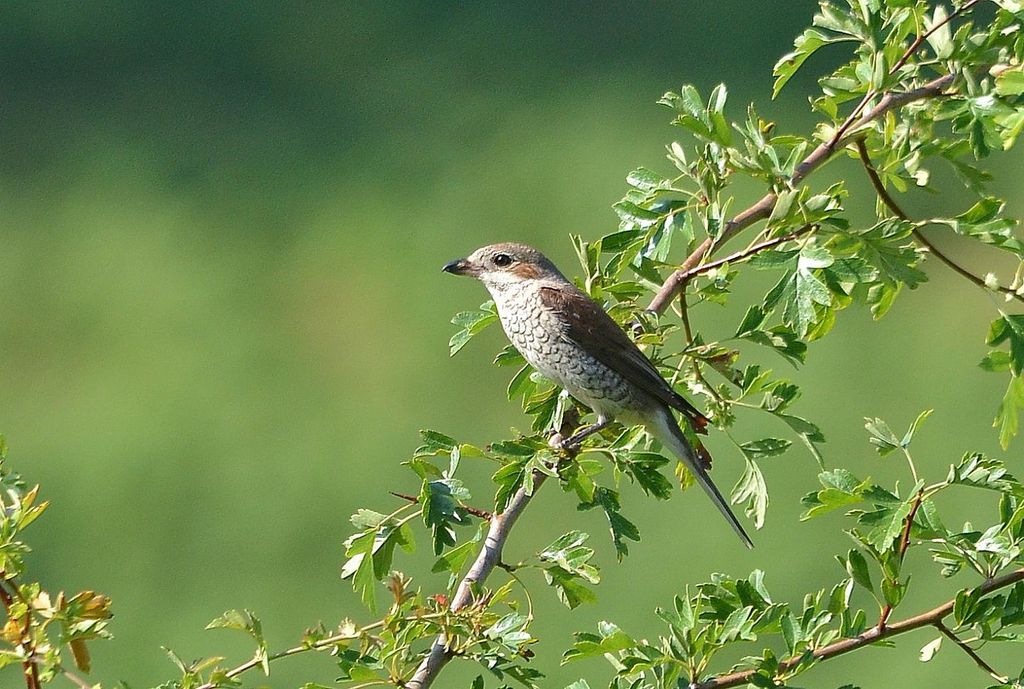 red-backed shrike(female)