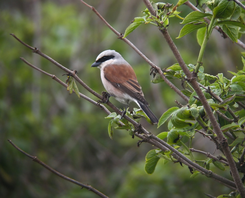 Red Backed Shrike