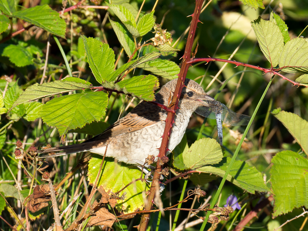 Red-backed Shrike