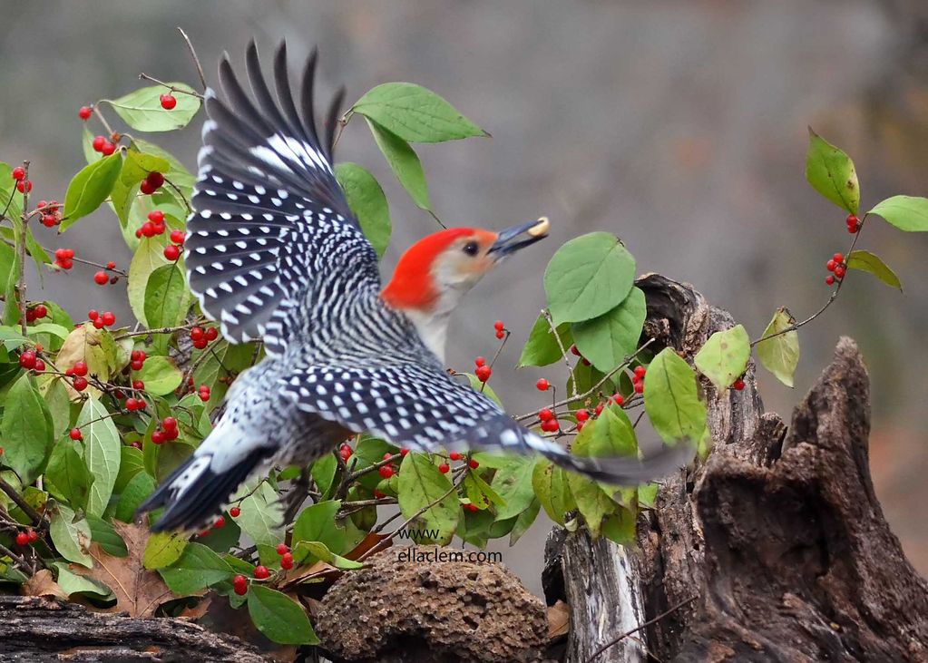 Red-bellied Woodpecker,male