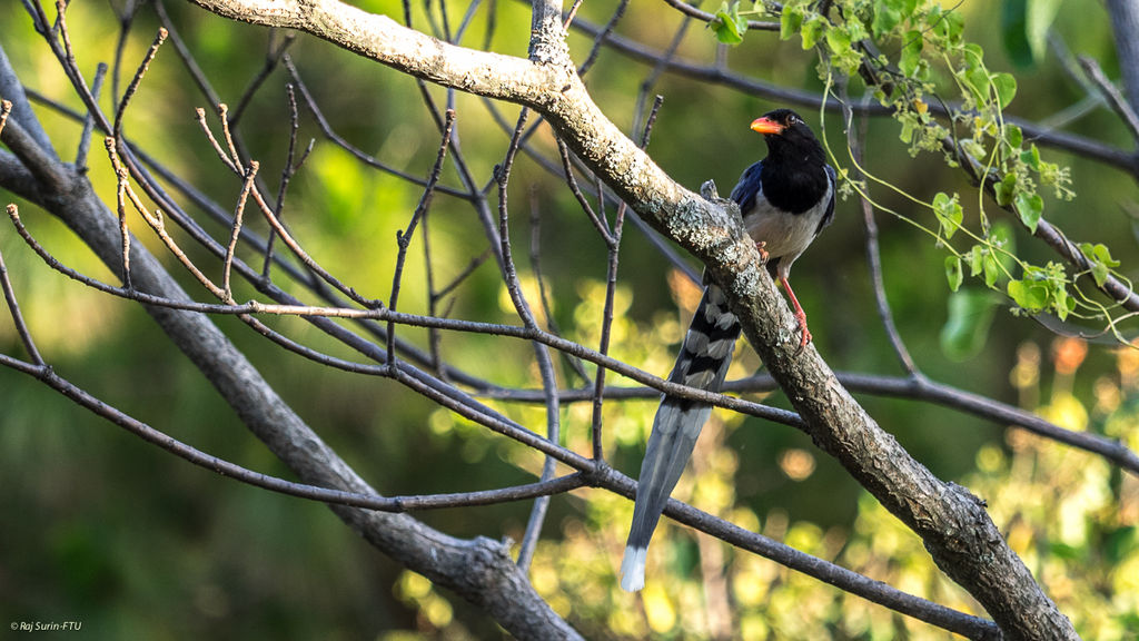 Red-billed blue magpie