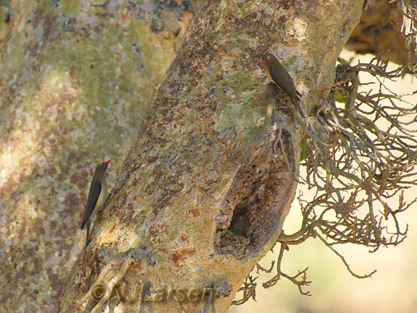 Red-billed Oxpeckers on tree