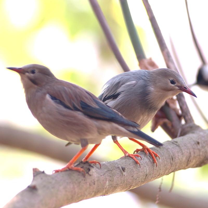 Red-billed Starling - Pair