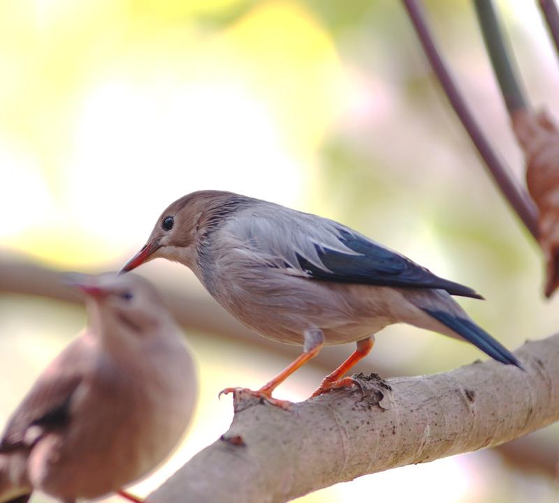 Red-billed Starling