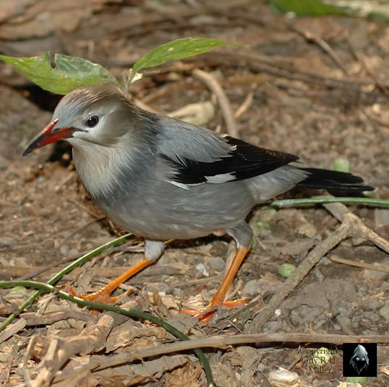 Red-billed Starling