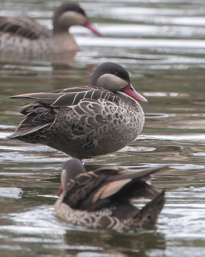 Red-billed Teal