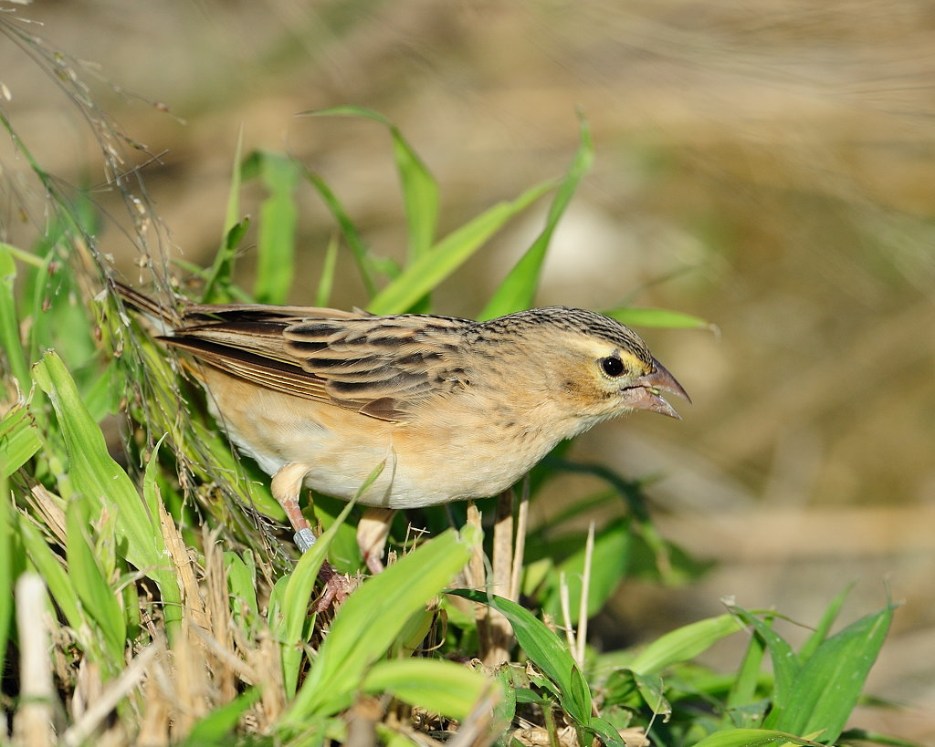 Red-bishop