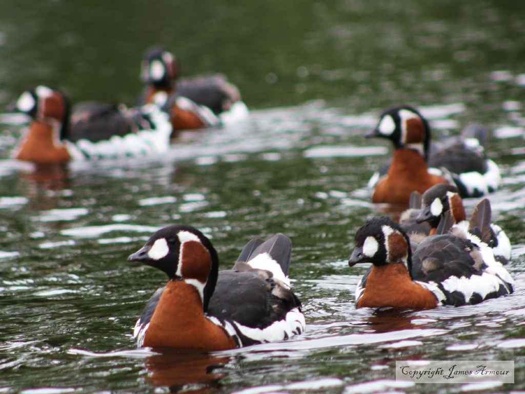 Red-breasted Geese