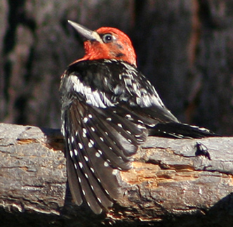 Red-breasted Sapsucker sunbathing