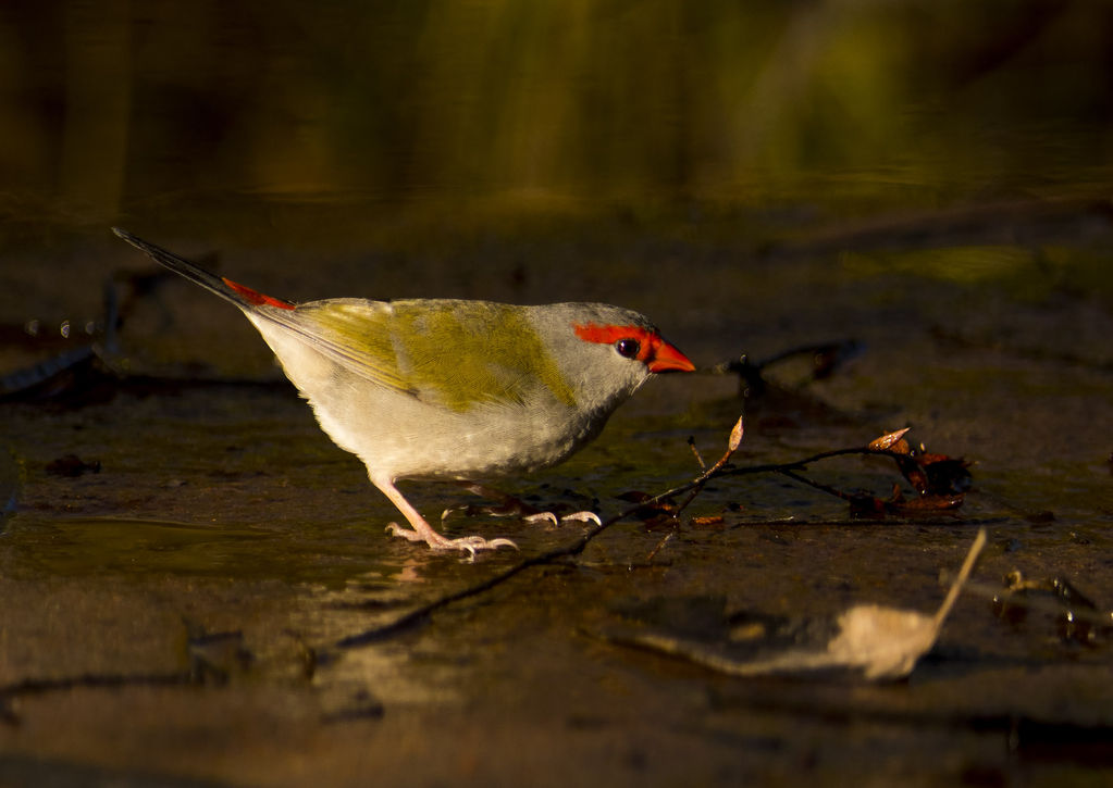 Red-browed Finch