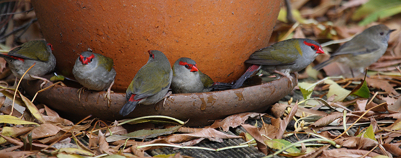 Red-browed Finchs and Thornbill