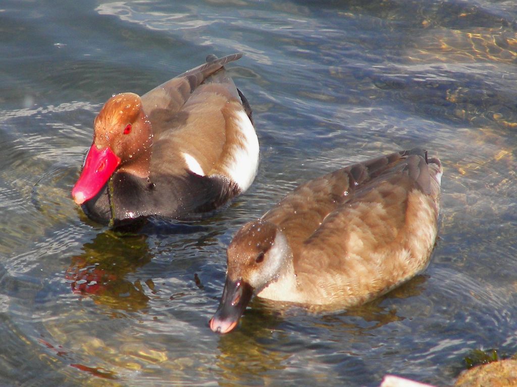 Red-crested pair