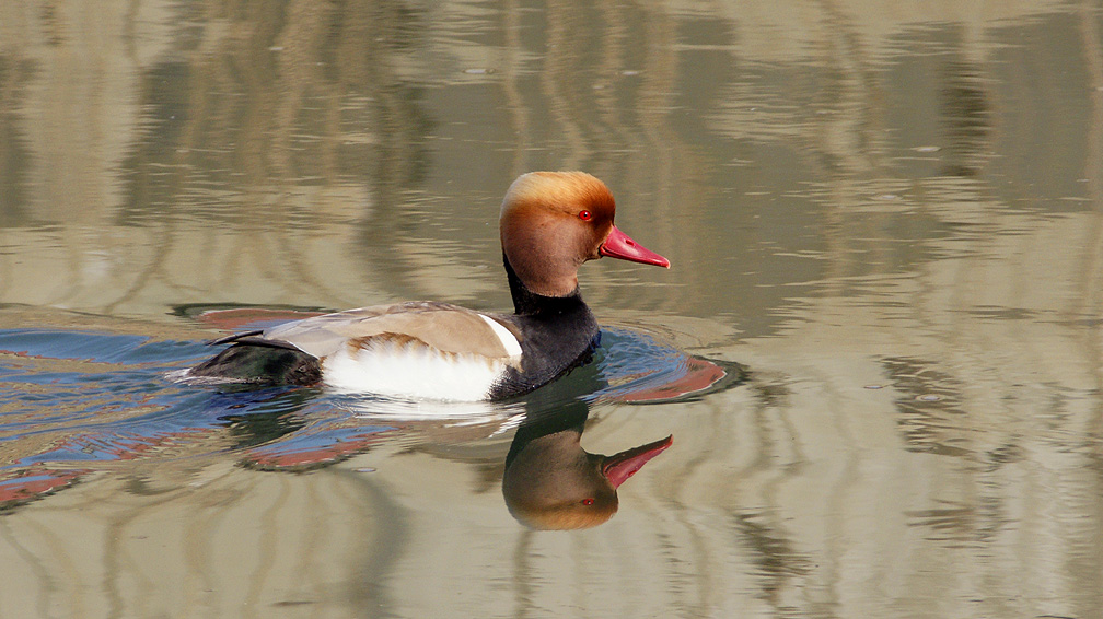 Red-crested Pochard