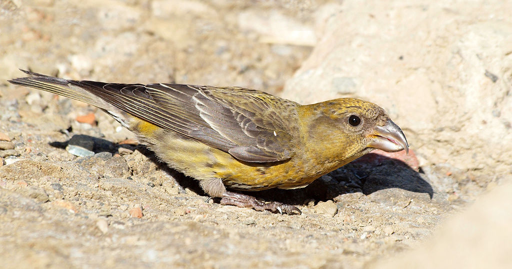 Red Crossbill