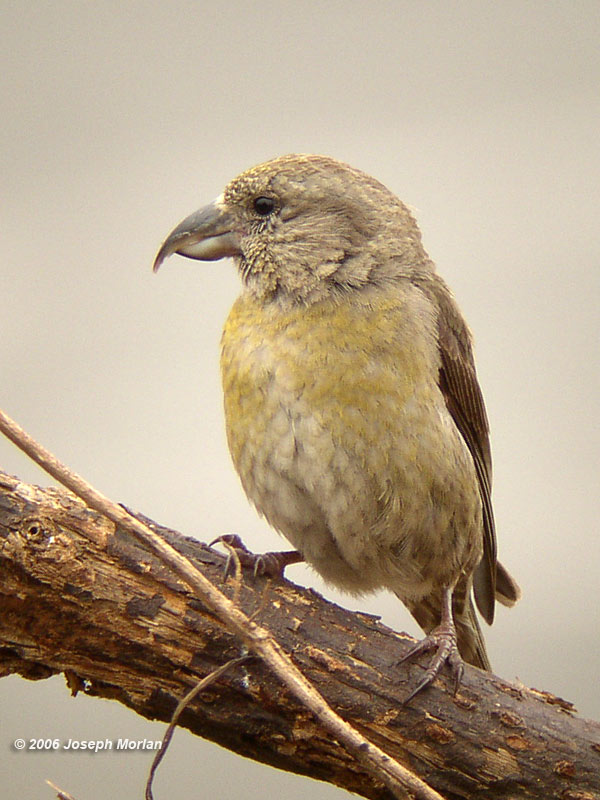 Red Crossbill