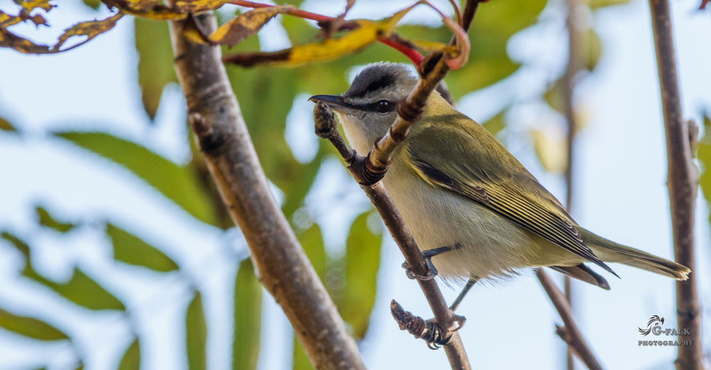 Red Eyed Vireo