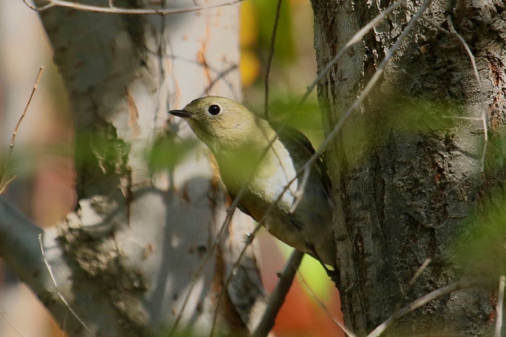Red-flanked Bluetail - female