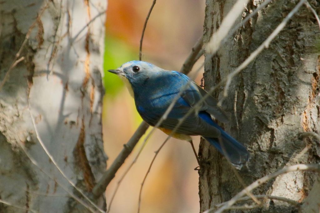 Red-flanked Bluetail - male