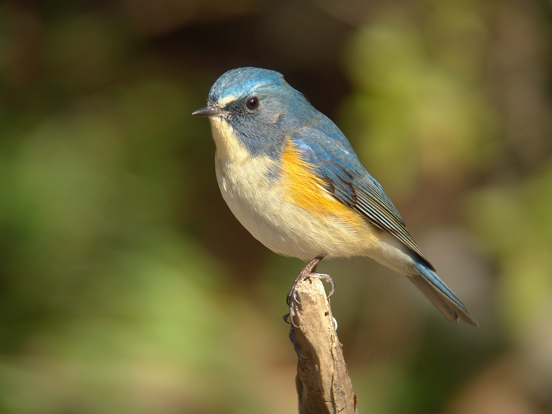 Red-flanked  Bluetail