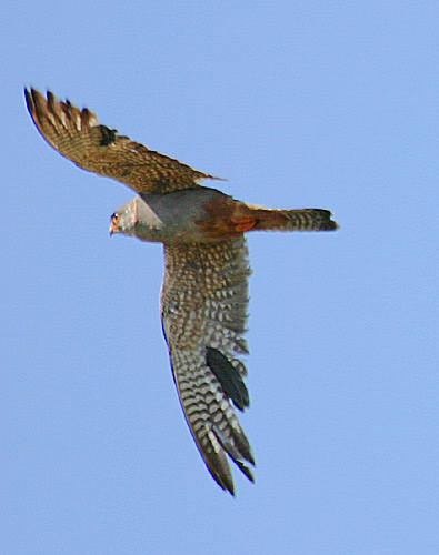 Red-footed Falcon