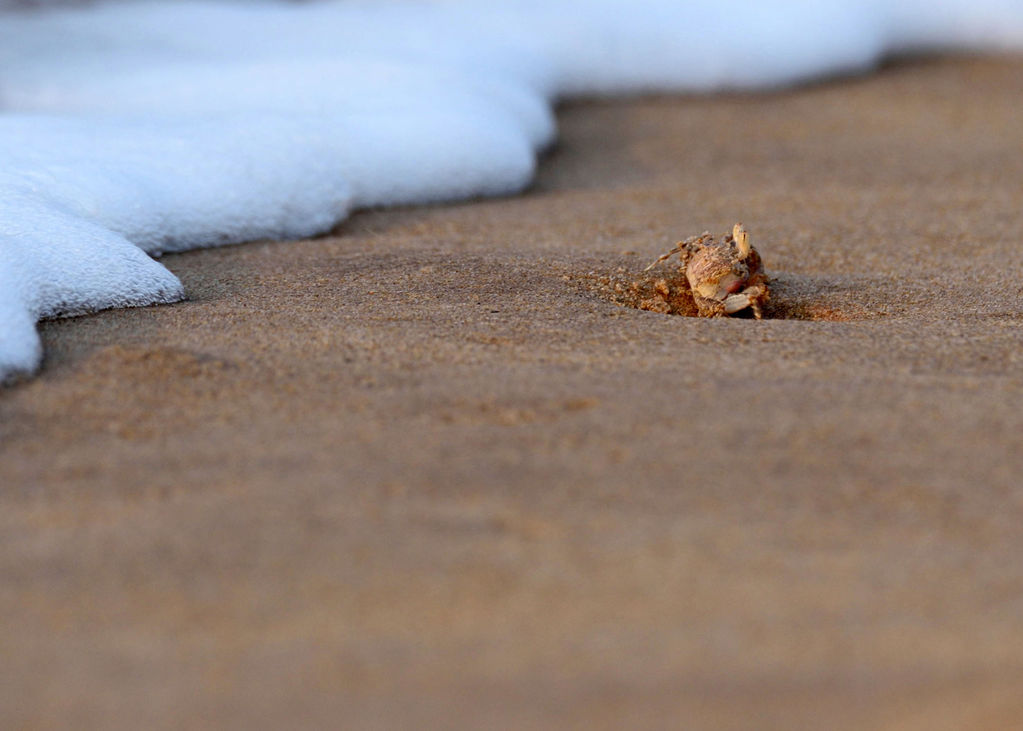 Red Ghost Crab