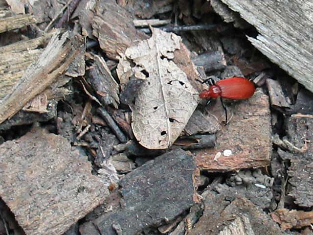 Red-headed Cardinal Beetle