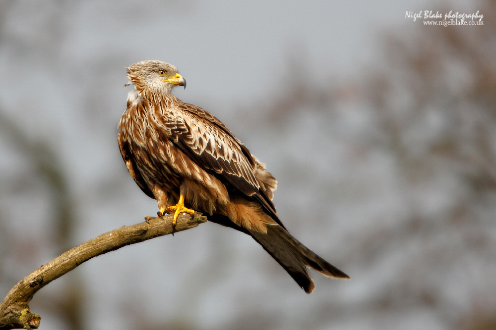 Red Kite in Bedfordshire