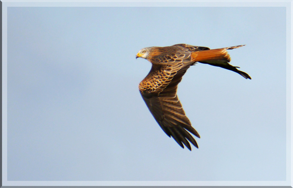 Red Kite