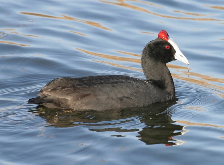 Red-knobbed Coot