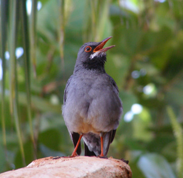 Red Legged Thrush