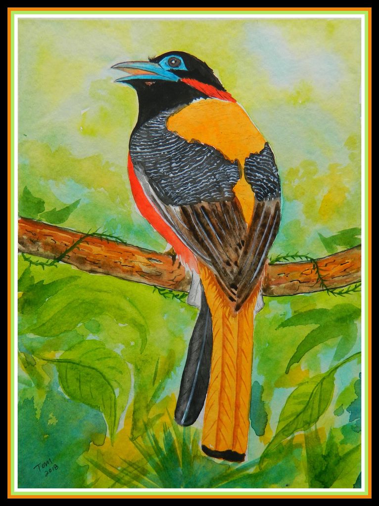 Red-naped Trogon, 9x12, watercolor &amp; acrylic on paper, jan 28, 2018.