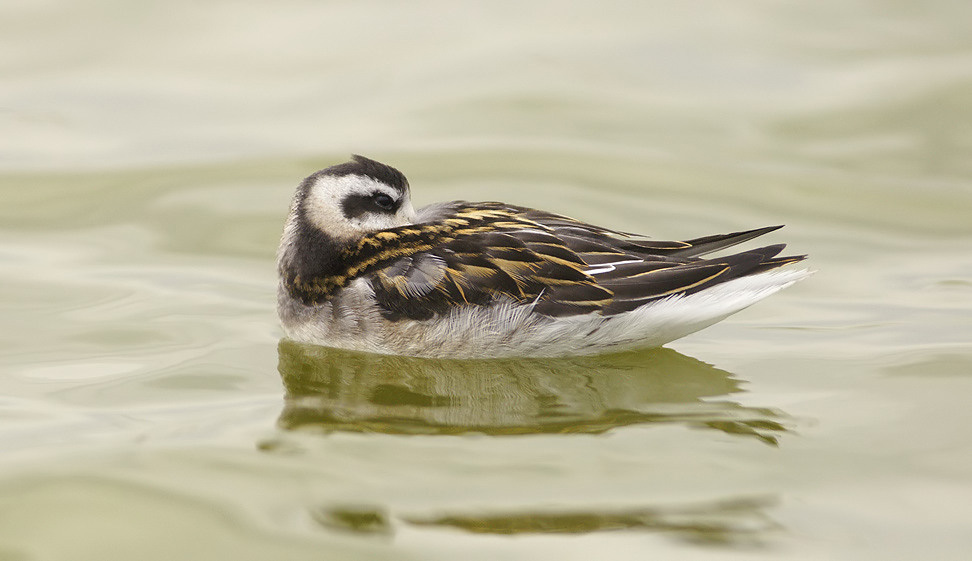 Red-necked Phalarope