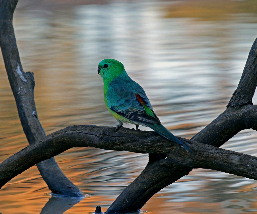 Red-rumped Parrot