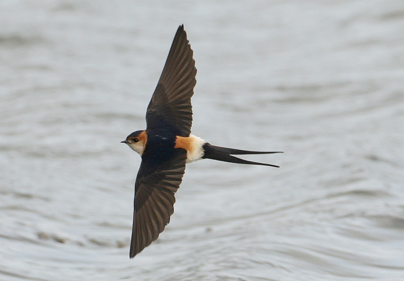 Red-rumped Swallow