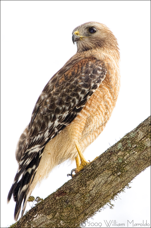 Red-shouldered Hawk