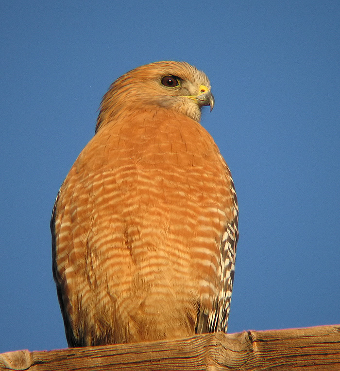 Red Shouldered Hawk