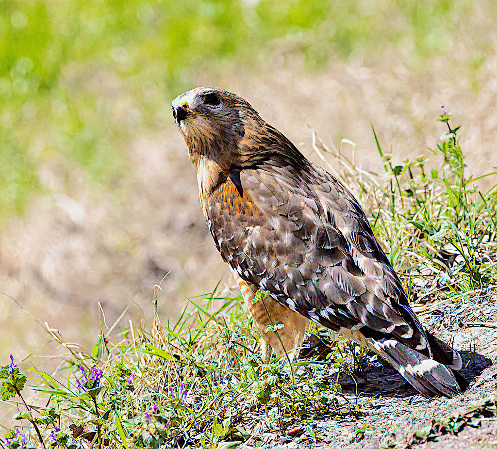 Red-shouldered Hawk