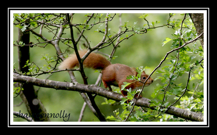 red-squirrel