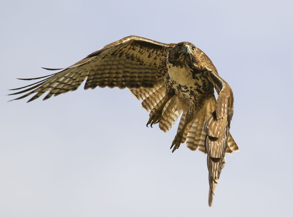 Red tail hawk flight